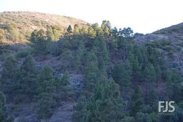 Romería de La Breña 2019 (Foto Francisco Javier Santana)